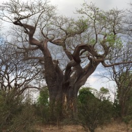 Baobab