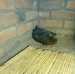 Durmiendo con compañía