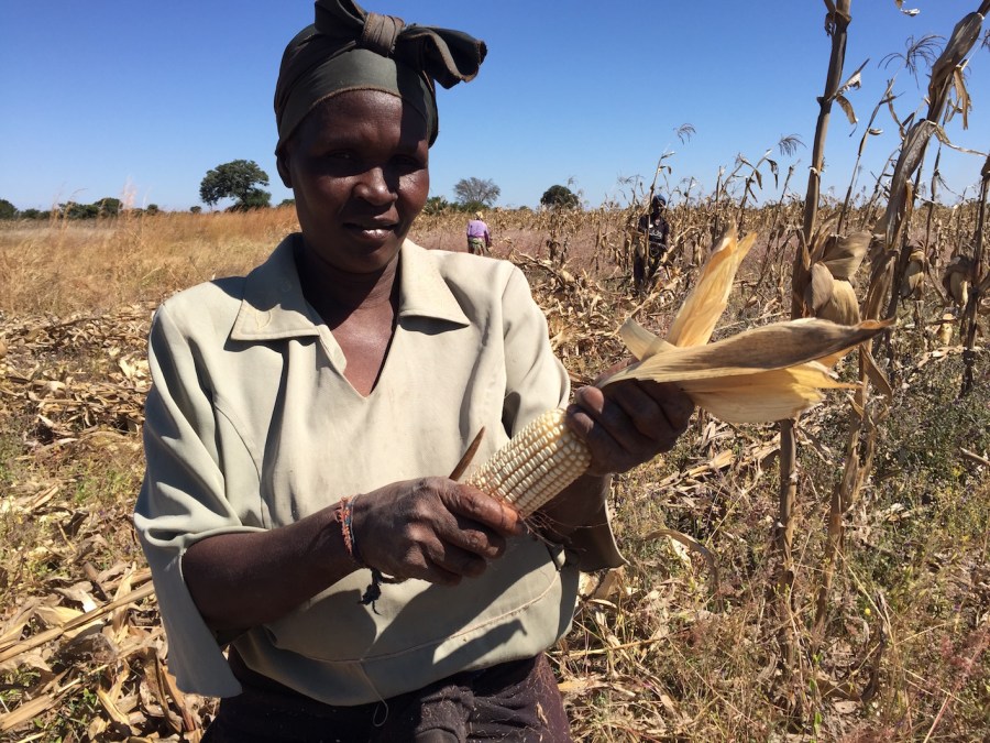 Farmer harvesting maize by hand in her 2-hectare field